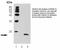 Histone H3 antibody, LS-C63119, Lifespan Biosciences, Western Blot image 