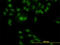 RNA Binding Fox-1 Homolog 2 antibody, LS-B6218, Lifespan Biosciences, Immunofluorescence image 