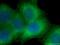 Hsp110 antibody, 66723-1-Ig, Proteintech Group, Immunofluorescence image 