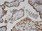 Adenylate Kinase 9 antibody, LS-C134131, Lifespan Biosciences, Immunohistochemistry paraffin image 