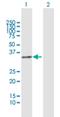 Protein FRG1 antibody, H00002483-B01P, Novus Biologicals, Western Blot image 
