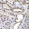H2A Histone Family Member Y antibody, LS-C346387, Lifespan Biosciences, Immunohistochemistry frozen image 
