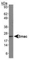 Diablo IAP-Binding Mitochondrial Protein antibody, TA309625, Origene, Western Blot image 