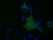 Basigin (Ok Blood Group) antibody, TA501160, Origene, Immunofluorescence image 