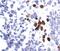 Ubiquitin Conjugating Enzyme E2 R2 antibody, PA5-17579, Invitrogen Antibodies, Immunohistochemistry paraffin image 