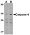 Caspase-4 antibody, SP2145P, Origene, Western Blot image 