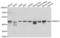 DnaJ homolog subfamily A member 3, mitochondrial antibody, LS-C346191, Lifespan Biosciences, Western Blot image 