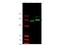 Zinc finger protein GLI2 antibody, TA319437, Origene, Western Blot image 