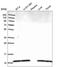 Dynein Light Chain LC8-Type 1 antibody, HPA039954, Atlas Antibodies, Western Blot image 