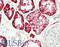 SLC4A4 antibody, LS-B14890, Lifespan Biosciences, Immunohistochemistry paraffin image 