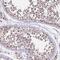 Chromosome 4 Open Reading Frame 47 antibody, PA5-60456, Invitrogen Antibodies, Immunohistochemistry frozen image 