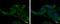 Alcohol Dehydrogenase Iron Containing 1 antibody, GTX119264, GeneTex, Immunocytochemistry image 