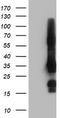 GRB2 Related Adaptor Protein 2 antibody, TA502923, Origene, Western Blot image 