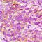 Fibroblast Growth Factor Receptor 1 antibody, abx133072, Abbexa, Western Blot image 