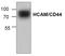 Hyaluronate receptor antibody, AP00142PU-N, Origene, Western Blot image 