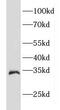 EEF1B antibody, FNab02644, FineTest, Western Blot image 
