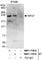 Regulatory Factor X7 antibody, NBP1-71818, Novus Biologicals, Western Blot image 