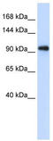 RRP6 antibody, TA345697, Origene, Western Blot image 