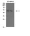 Coagulation Factor IX antibody, A00537, Boster Biological Technology, Western Blot image 