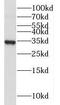 Mitochondrial Ribosomal Protein L19 antibody, FNab05319, FineTest, Western Blot image 