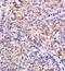 TGF beta antibody, orb7087, Biorbyt, Immunohistochemistry paraffin image 