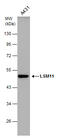 U7 snRNA-associated Sm-like protein LSm11 antibody, GTX119039, GeneTex, Western Blot image 