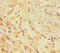 Collagen Type XI Alpha 1 Chain antibody, orb242700, Biorbyt, Immunohistochemistry paraffin image 