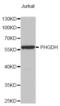 Phosphoglycerate Dehydrogenase antibody, abx003472, Abbexa, Western Blot image 