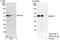 Ro52 antibody, A302-519A, Bethyl Labs, Immunoprecipitation image 