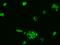 Protein BANP antibody, 204110-T02, Sino Biological, Immunohistochemistry paraffin image 