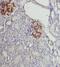 Sterol 26-hydroxylase, mitochondrial antibody, FNab02154, FineTest, Immunohistochemistry frozen image 