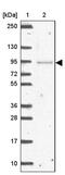 Nuclear Pore Complex Interacting Protein Family Member A3 antibody, PA5-62817, Invitrogen Antibodies, Western Blot image 