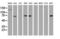 Ubiquitin Specific Peptidase 7 antibody, LS-C786703, Lifespan Biosciences, Western Blot image 