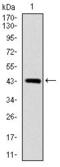 SRY-Box 9 antibody, GTX60536, GeneTex, Western Blot image 