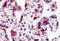 Leucine Zipper Tumor Suppressor 2 antibody, TA320051, Origene, Immunohistochemistry frozen image 