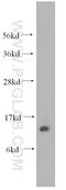 Fatty Acid Binding Protein 1 antibody, 13626-1-AP, Proteintech Group, Western Blot image 