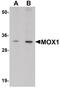 Mesenchyme Homeobox 1 antibody, PA5-21037, Invitrogen Antibodies, Western Blot image 