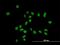 ZFP37 Zinc Finger Protein antibody, H00007539-B01P, Novus Biologicals, Immunofluorescence image 