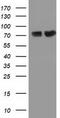 Pseudouridine Synthase 7 antibody, TA501816, Origene, Western Blot image 