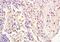Ubiquitin Specific Peptidase 7 antibody, orb100278, Biorbyt, Immunohistochemistry paraffin image 