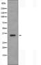 Olfactory Receptor Family 10 Subfamily G Member 4 antibody, orb227669, Biorbyt, Western Blot image 