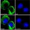 Neutrophil cytosol factor 1 antibody, NBP2-26113, Novus Biologicals, Immunocytochemistry image 