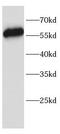 RELB Proto-Oncogene, NF-KB Subunit antibody, FNab10421, FineTest, Western Blot image 