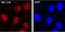 XPC Complex Subunit, DNA Damage Recognition And Repair Factor antibody, NB100-477, Novus Biologicals, Immunofluorescence image 