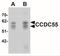 Nuclear Speckle Splicing Regulatory Protein 1 antibody, NBP2-41139, Novus Biologicals, Western Blot image 
