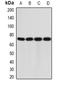 Interleukin 12 Receptor Subunit Beta 1 antibody, orb378126, Biorbyt, Western Blot image 
