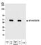 Costimulatory molecule antibody, A700-025, Bethyl Labs, Western Blot image 