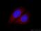 ADP-ribosylation factor-like protein 5B antibody, 11694-1-AP, Proteintech Group, Immunofluorescence image 