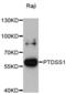 Phosphatidylserine synthase 1 antibody, LS-C748128, Lifespan Biosciences, Western Blot image 