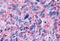 MSL-2 antibody, MBS243474, MyBioSource, Immunohistochemistry frozen image 